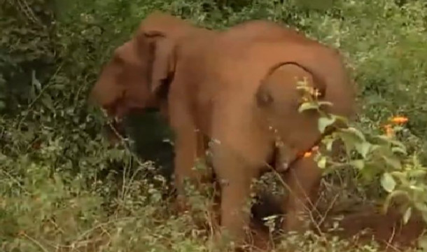 Ana fil ölü doğulan balasını 48 saat oyandırmağa çalışdı – Video