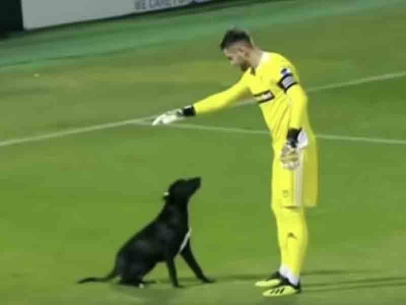 Stadiona çıxan it dünyaca məşhurlaşdı - VİDEO