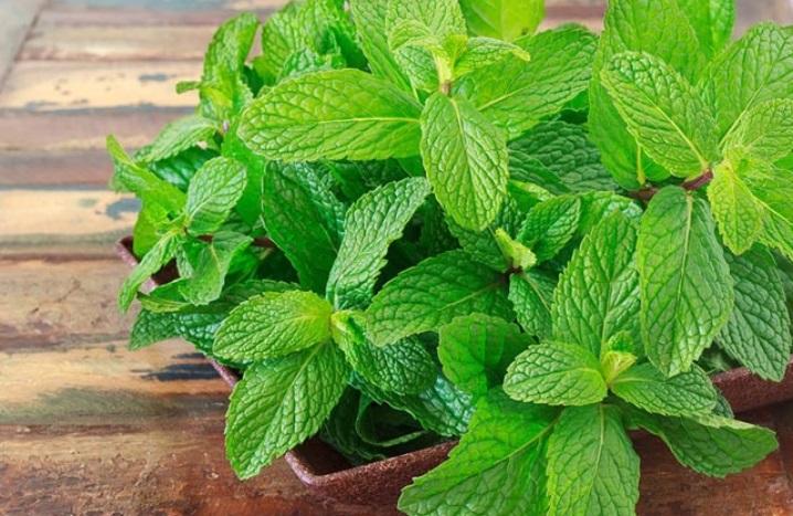 Nanənin hər dərdə dəva faydaları