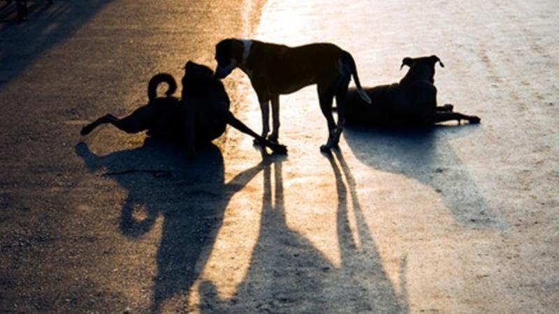 Bakıda itlərin əhatəsində tapılan iki yaşlı uşaq kimdir?