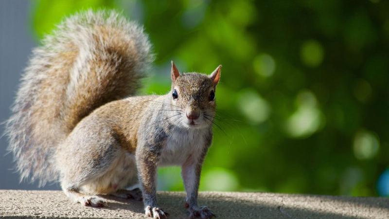 60 yaşlı ovçu sincabın beynini yedi, sonra... - FACİƏLİ SONLUQ