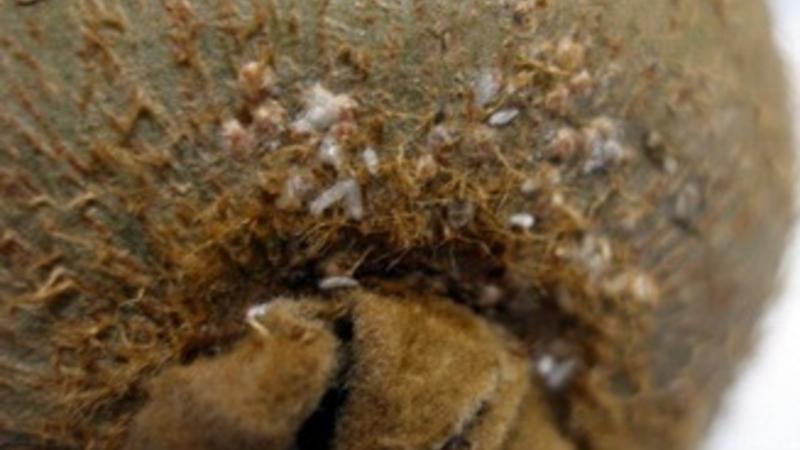 İrandan gətirilən daha bir məhsulda ZƏRƏRLİ MADDƏLƏR ÇIXDI