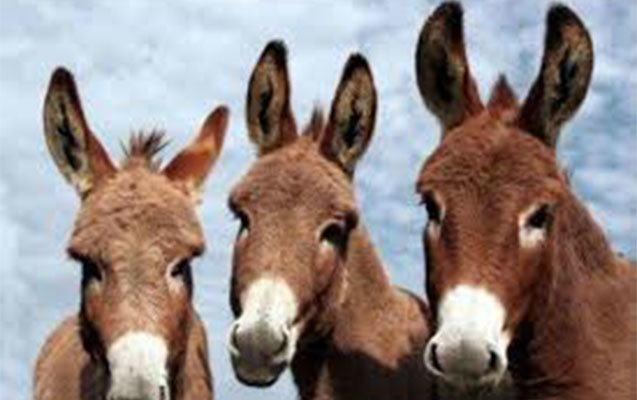 Azərbaycanda 5 min eşşək yoxa çıxıb