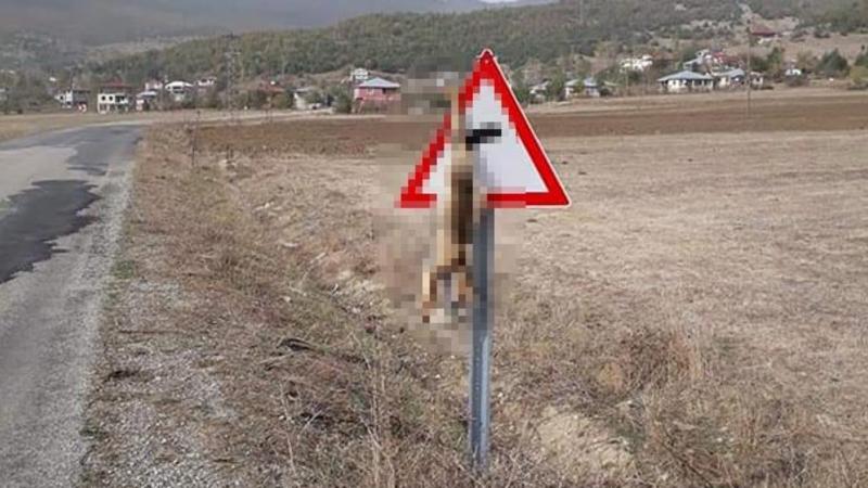 Öldürüb cəsədini yol nişanından asdılar - DƏHŞƏTLİ GÖRÜNTÜ