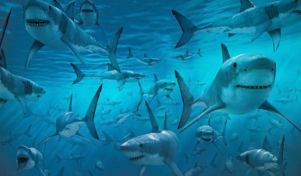 Ticarət mərkəzində qadın ac akulalarla dolu hovuza düşdü - VİDEO