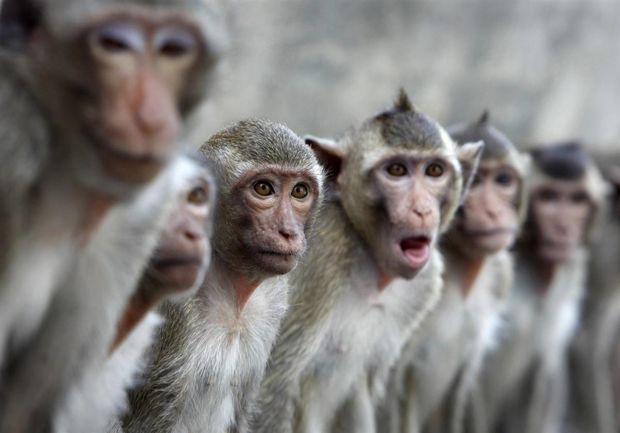 Hindistanda meymunlar kişini kərpiclə öldürdülər