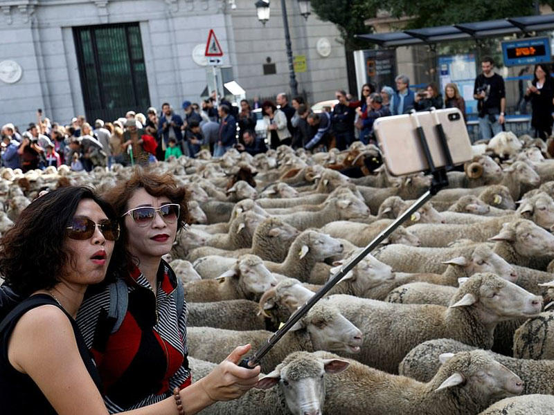 Şəhərin mərkəzindən qoyun sürüləri keçdi - VİDEO - FOTO