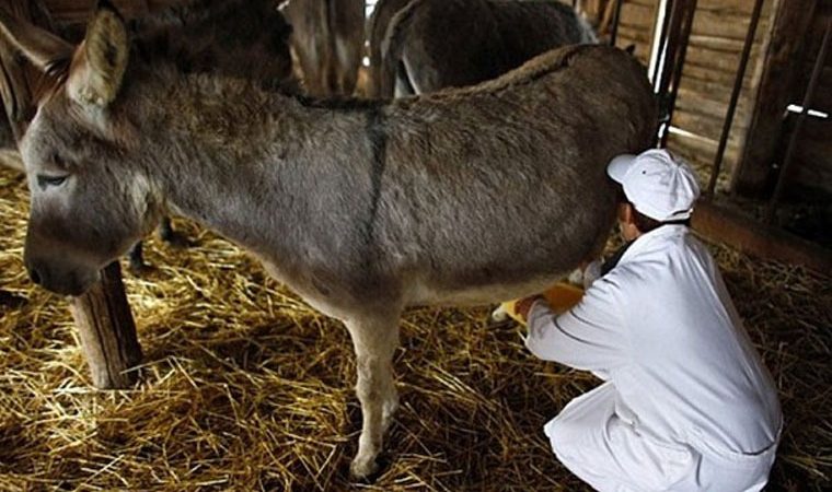 Bakıda eşşək ferması yaradıldı – Südü 40 manat