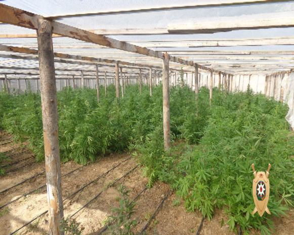 Bağda narkotik əkənlər ələ keçdi - FOTO