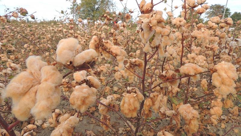 Azərbaycanda ilk dəfə rəngli pambıq yetişdirildi - FOTO
