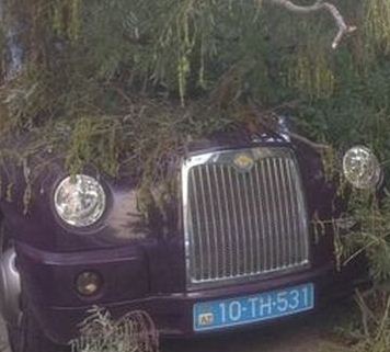 Bakıda ağac maşının üstünə aşdı - FOTO