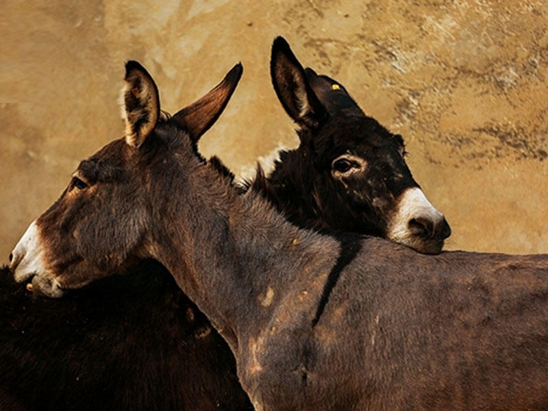 “Eşşəklərimiz Bethovenə, Baxa qulaq asırlar” - VİDEO - FOTO