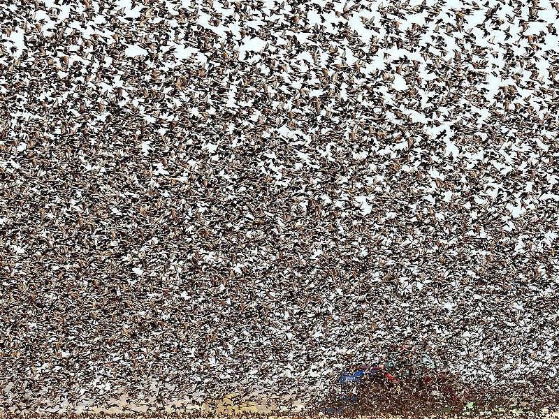 Yüz minlərlə sığırçın səmaya qalxdı - FOTO