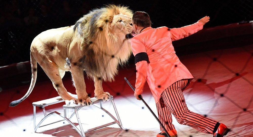 Rusiyada sirk nümayişi zamanı dişi aslan azyaşlı qıza hücum edib