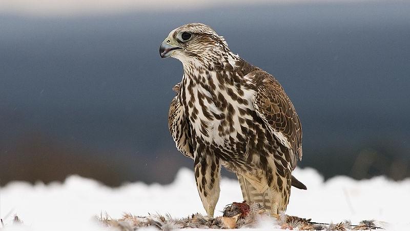 Qırmızı kitaba düşən quşu ovladılar