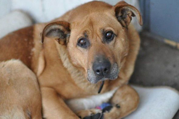 Bakıda sahibsiz itlər işgəncə ilə öldürüldü - VİDEO