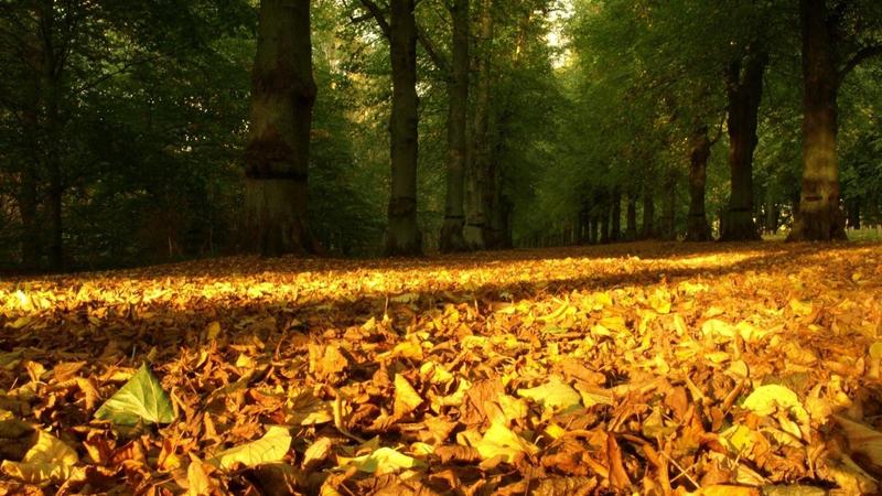 Noyabrda hava necə olacaq? - AYLIQ PROQNOZ