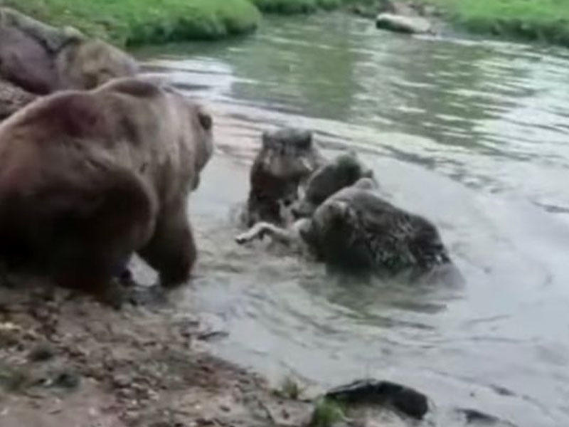 Ayılar heyvanxanada canavarı parçalayıb yedilər - VİDEO - FOTO