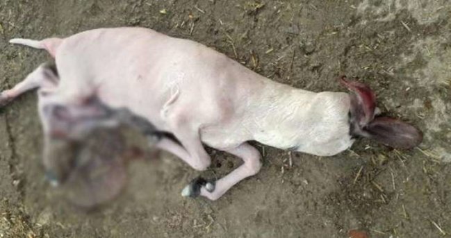 Başsız doğulan quzu görənləri heyrətləndirdi - FOTO