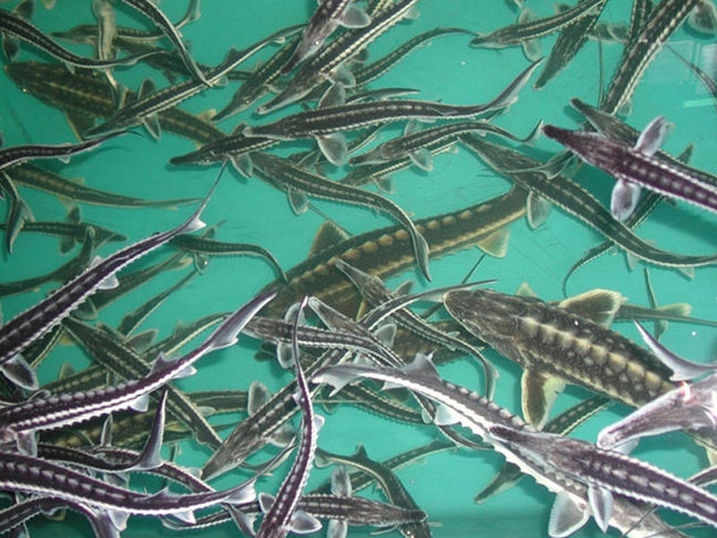 TƏKLİF: Nəsli kəsilməkdə olan balıqların artımı üçün müasir fermalar yaradılmalıdır