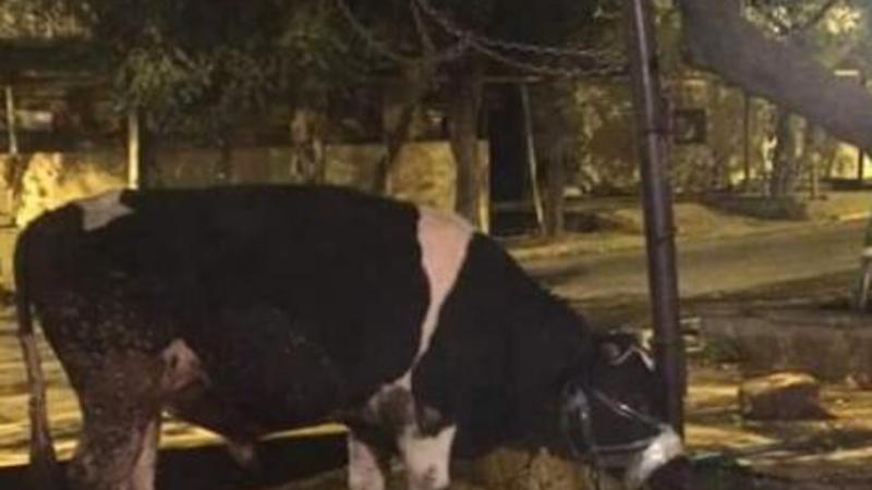 Bakıda İNANILMAZ OLAY: inəyi səhərə kimi... - ŞOK GÖRÜNTÜ