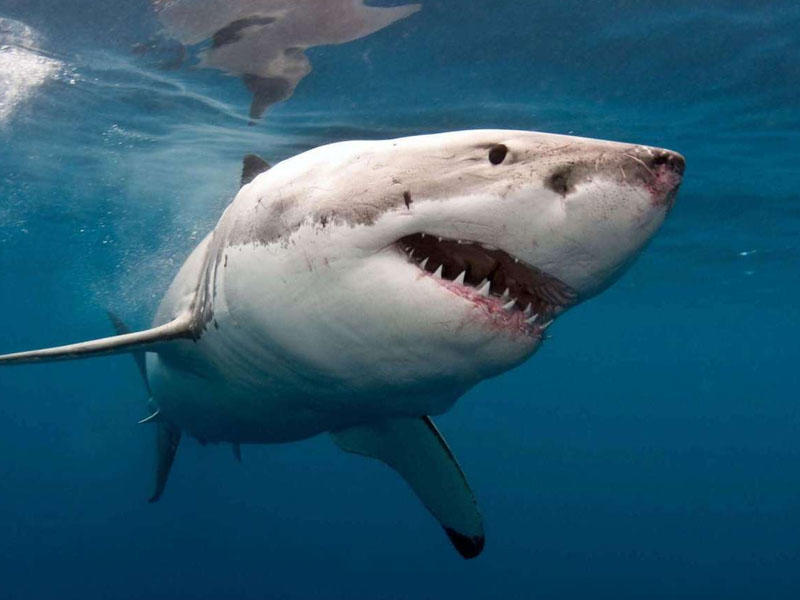 Avstraliyada akula qayıqda istirahət edən adamı parçaladı