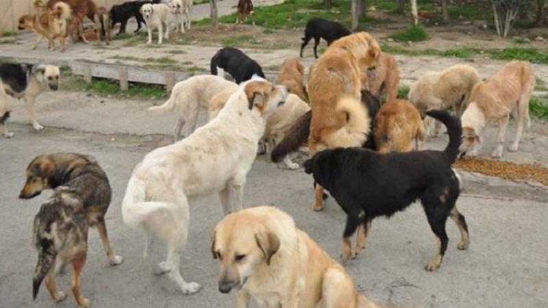 Sahibsiz heyvanları öldürənlər CƏZALANDIRILACAQ - Nazirlik AÇIQLADI