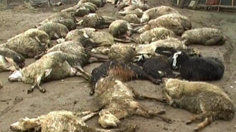 Azərbaycanda avtomobillər sürünün üstündən keçdi – 42 QOYUN TƏLƏF OLDU