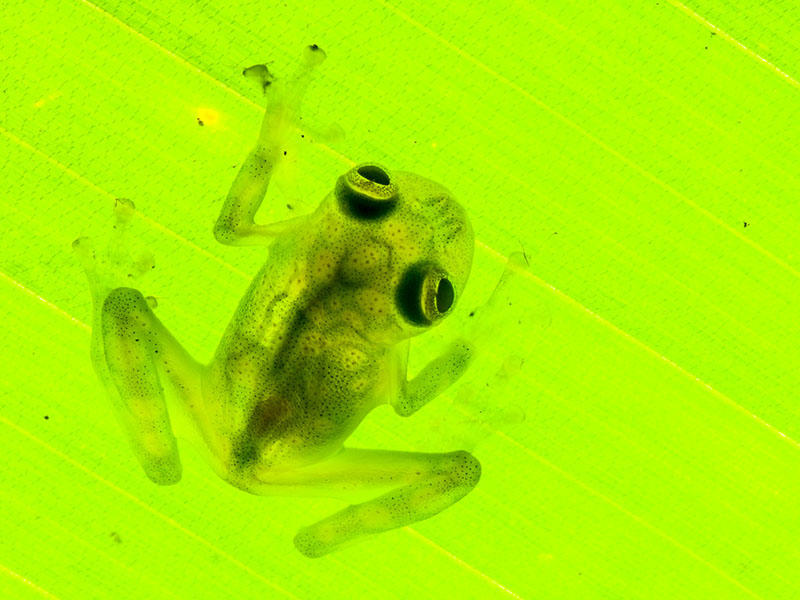 Kolumbiyada aeroportda zəhərli qurbağalar tapıldı, sən demə...