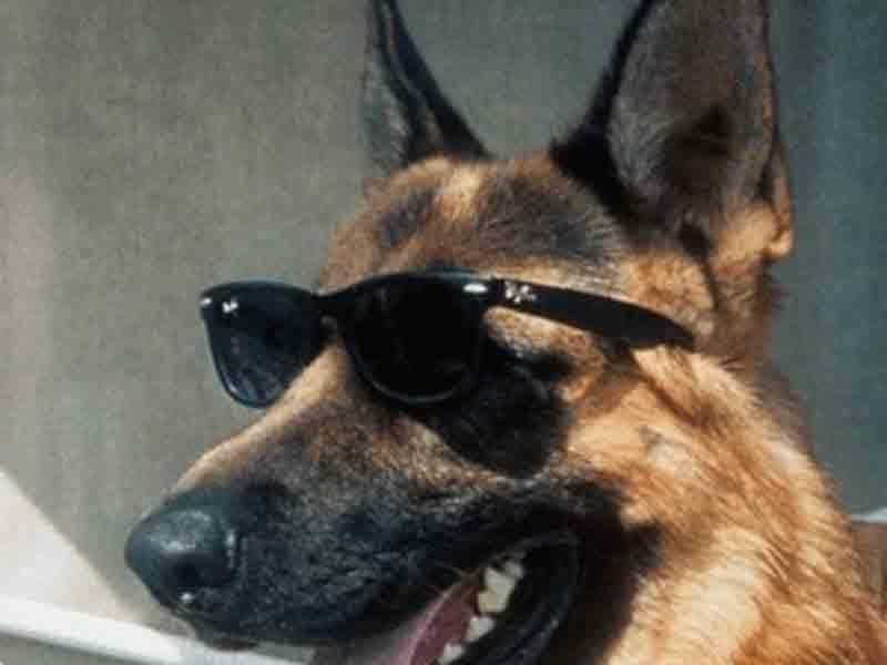 Bu itin dəyəri 375 milyon dollardır - Ən bahalı ev heyvanları - SİYAHI - FOTO