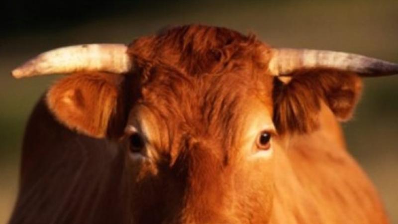 Ağdaşda maşın inəyi vurdu: 3 nəfər yaralandı