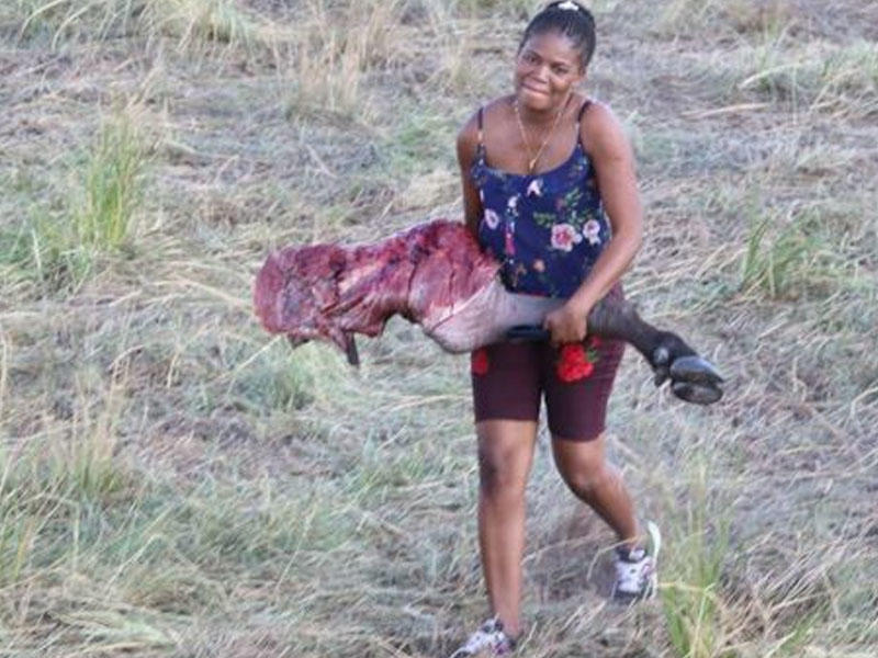 Aslanlardan qaçan öküzlər insanlara yem oldu - VİDEO