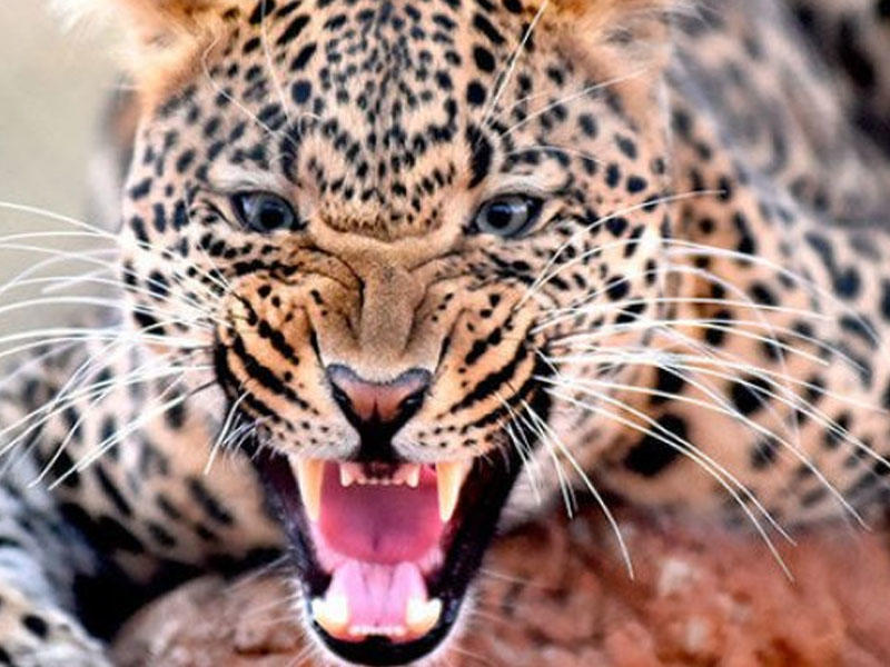 Rusiyada sirkdə bəbir uşağa hücum etdi - VİDEO