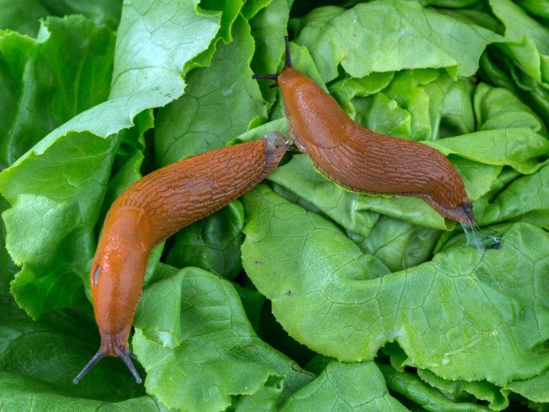 Lənkəranda 50 hektarlıq sitrus bağlarını ilbiz basıb