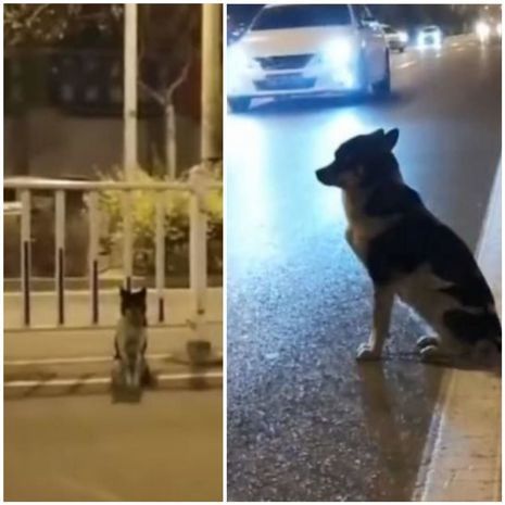 İt üç aydır sahibinin öldüyü yerdə onu gözləyir - VİDEO