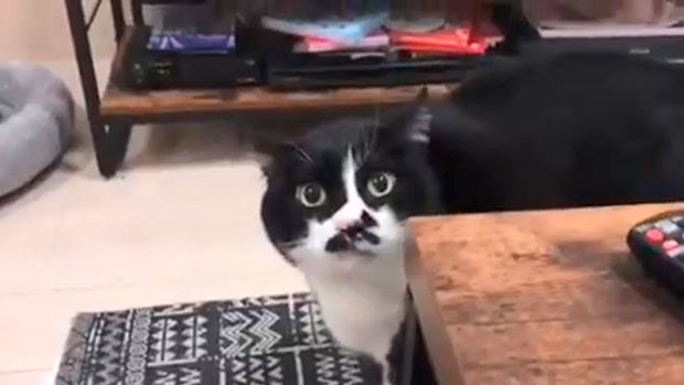 Pişik gürcü mahnısı “oxudu” - VİDEO