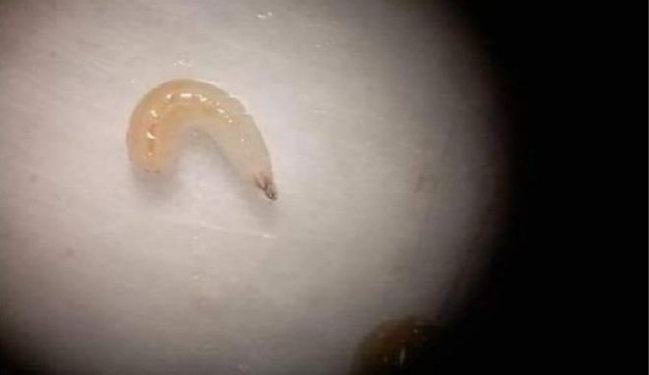 Bakıda xurmada Aralıq dənizi meyvə milçəyi aşkarlandı – Foto