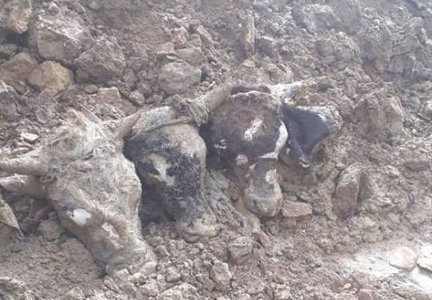 Bakıda kanalizasiyadan heyvan başları çıxarıldı - VİDEO