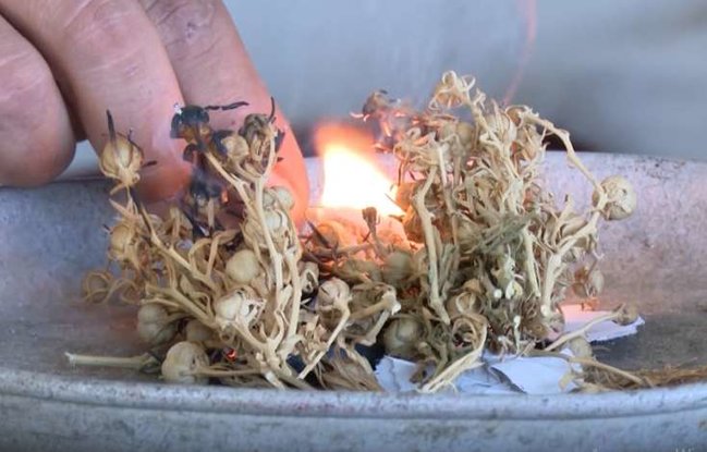 Allergiyanın dərmanı ÜZƏRLİK imiş - Qaynadın və suyunu... - VİDEO