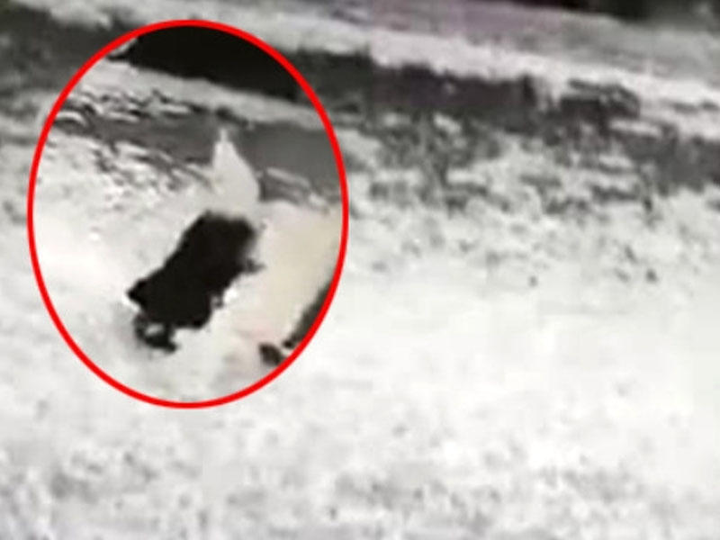 11-ci mərtəbədən qırılan buz qadının başına düşdü, yerdə can verdi - Anbaan VİDEO