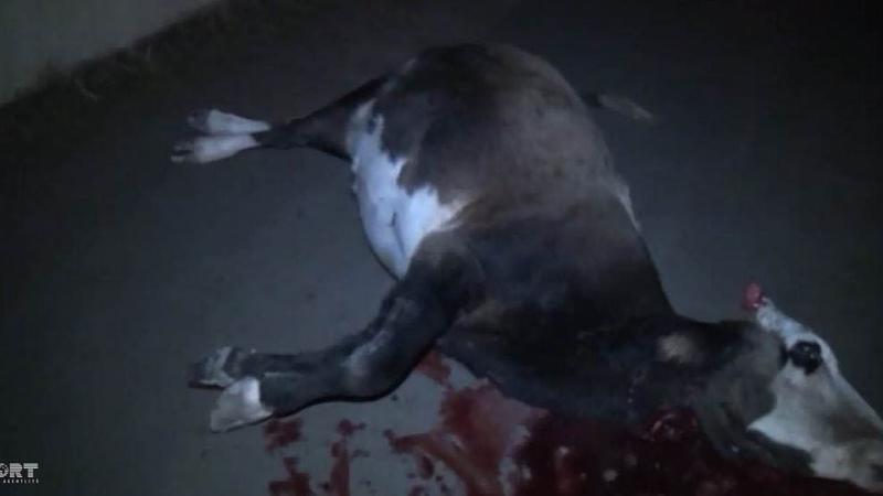 Şirvanda mal-qara qəzaya səbəb oldu - FOTOLAR