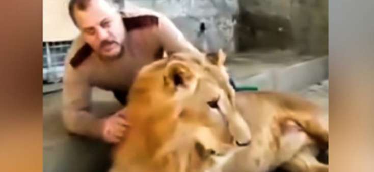 Aslanla pişik kimi rəftar etdi - Bir neçə saniyə sonra olanlar hər kəsi təəccübləndirdi