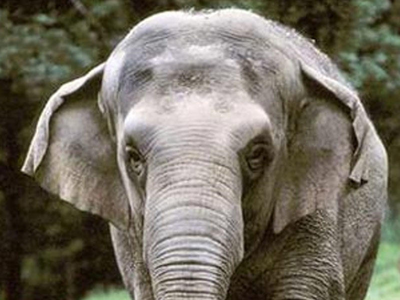 Taylandda avtomobil fil ilə toqquşub: sürücü ölüb