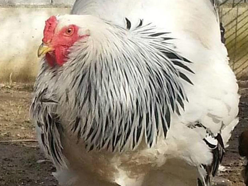 Dana boyda xoruz: 1 metr boy, 7,7 kq çəki - VİDEO - FOTO