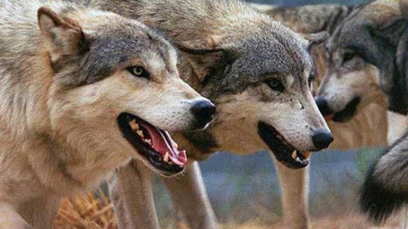 Canavar 7 nəfərə HÜCUM ETDİ - Azərbaycanda ŞOK HADİSƏ