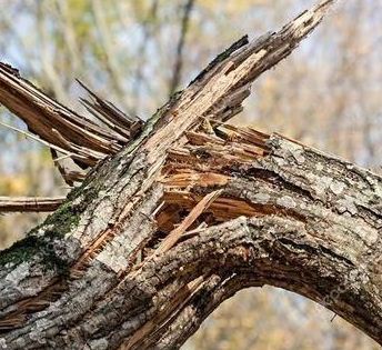 Güclü külək paytaxtda 80 ağacı aşırıb