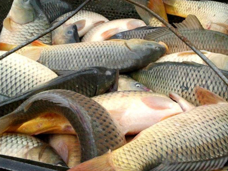 Bakının balıq bazarından dəhşətli fakt - Nəcis axıdılan göllərdə yetişdirilirmiş