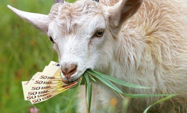 Ev almaq üçün yığdığı 20 mini keçi yedi - 