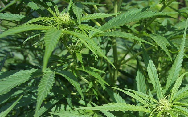 Göyçay polisi əməliyyat keçirdi