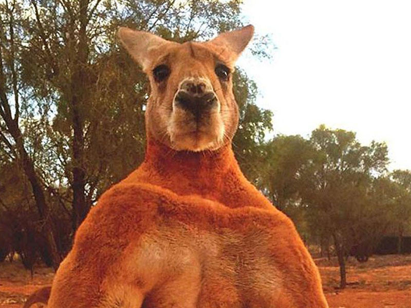 Əzələləri ilə məşhurlaşan kenquru 12 yaşında öldü - FOTO